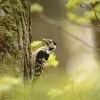 Strakapoud maly - Dendrocopos minor - Lesser Spotted Woodpecker 8865